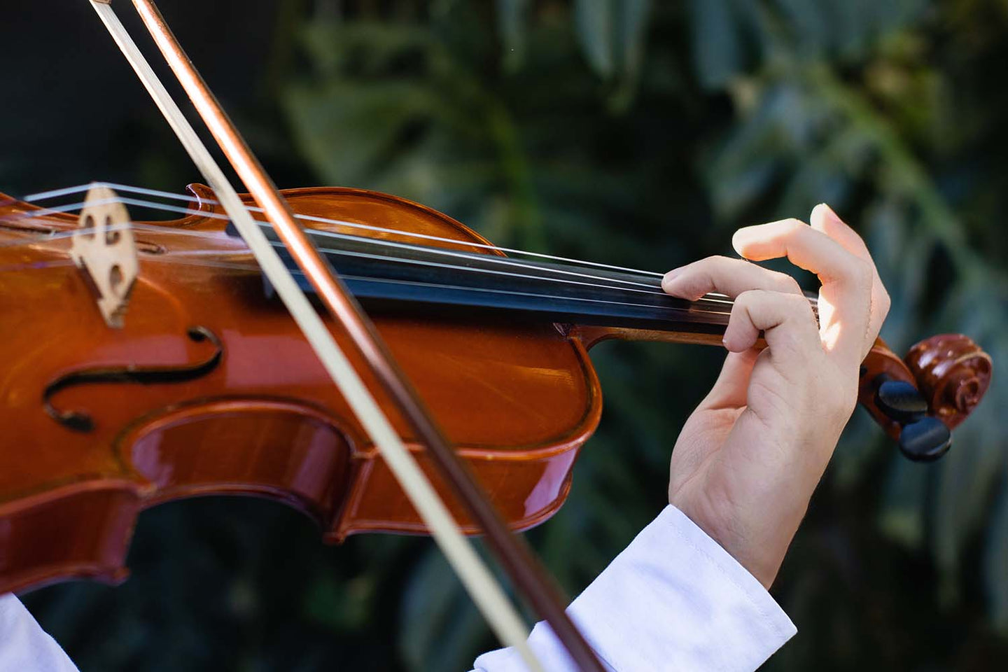 Playing violin on green background